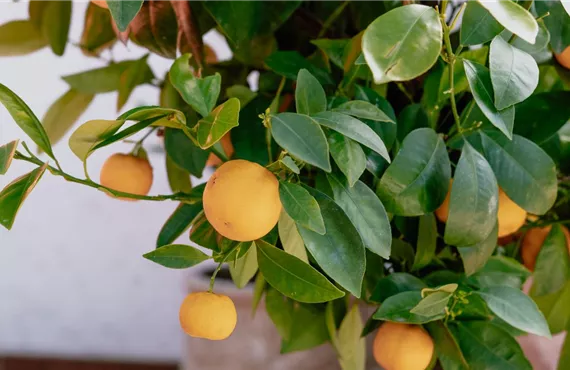 Calamondin im Kübel