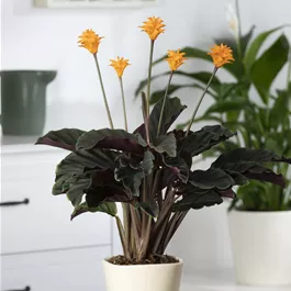 Calathea crocata