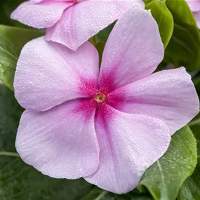 Catharanthus rosea Vinca Mini