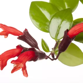 Aeschynanthus marmoratus Aeschynanthus marmoratus