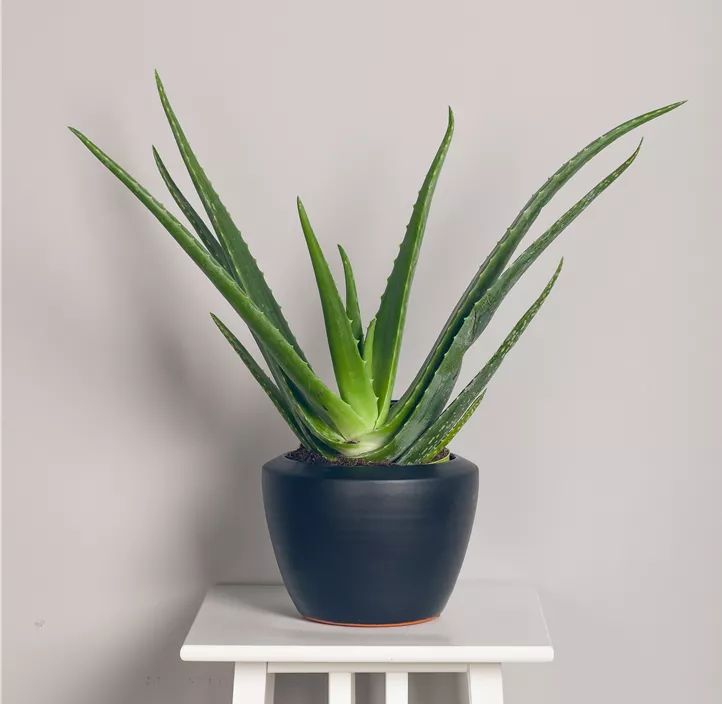 Echte Aloe