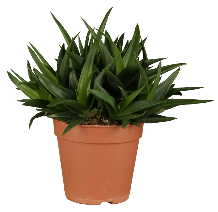 Echte Aloe