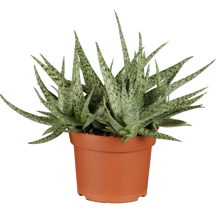 Echte Aloe