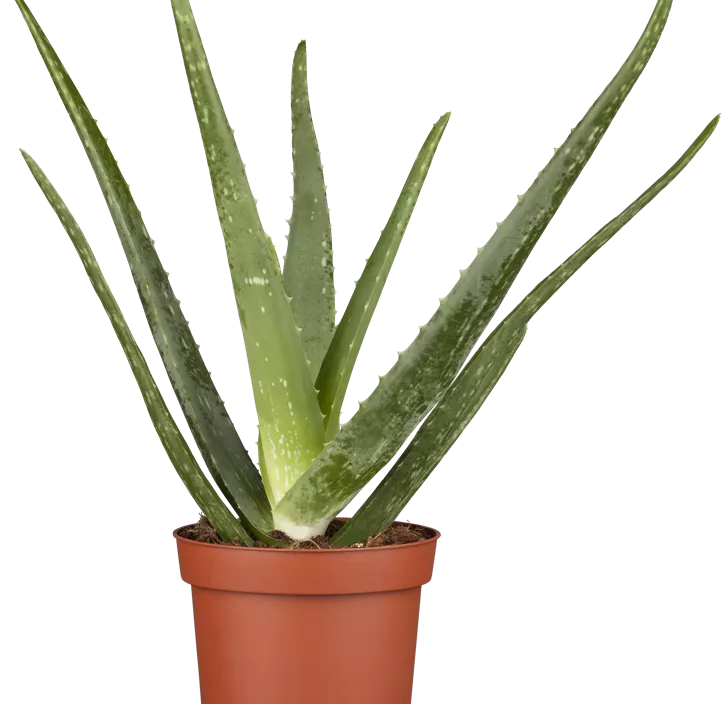 Echte Aloe