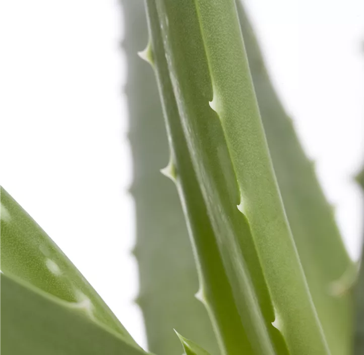 Echte Aloe