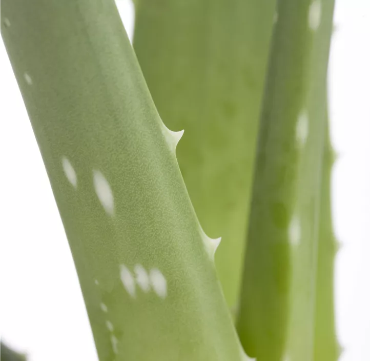 Echte Aloe