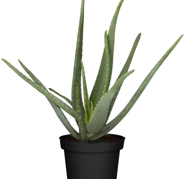 Echte Aloe