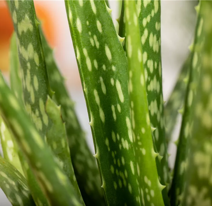 Echte Aloe