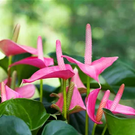 Anthurium andreanum Pink Champion