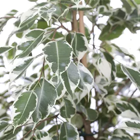 Ficus benjamina Twilight