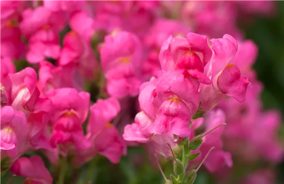 Antirrhinum majus