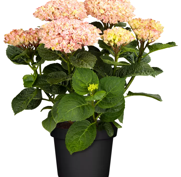 Gartenhortensie 'Magical Revolution'®