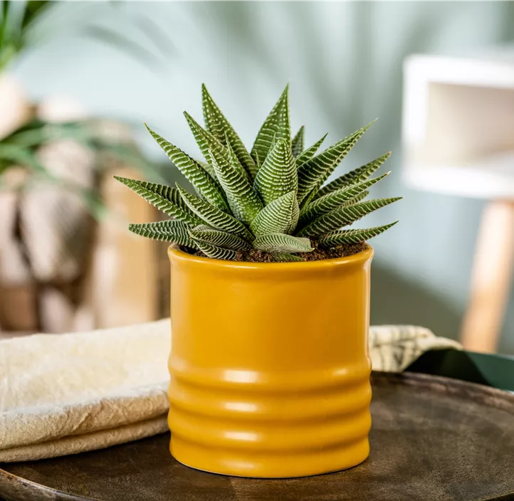 Haworthia 'Spider White'