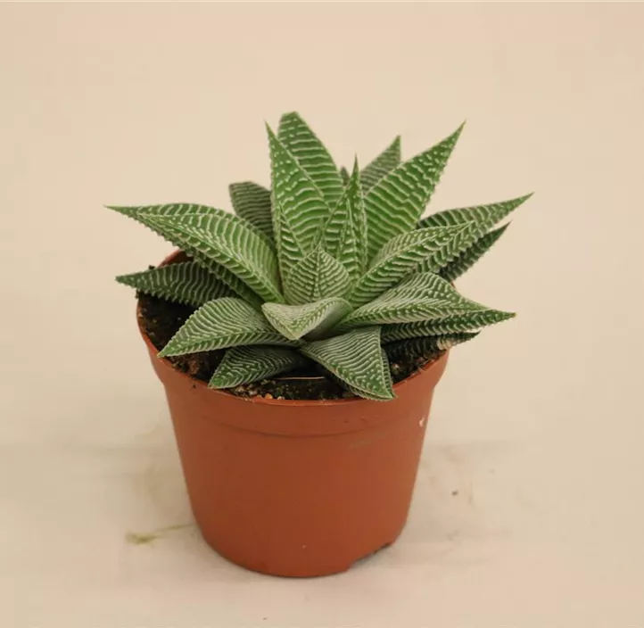 Haworthia 'Spider White'