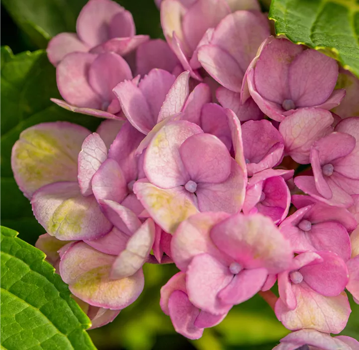 Gartenhortensie 'Magical Revolution'®