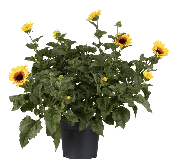 Sonnenblume 'SunBelievable'®