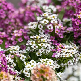 Lobularia maritima