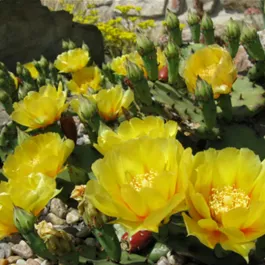 Opuntia humifusa