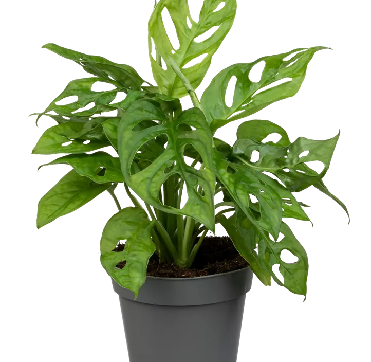 Fensterblatt 'Monkey Leaf'