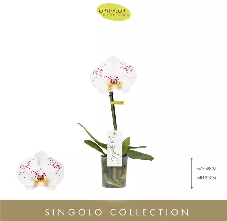 Schmetterlingsorchidee 'Singolo® Owari'