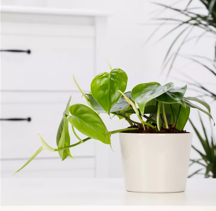 Philodendron