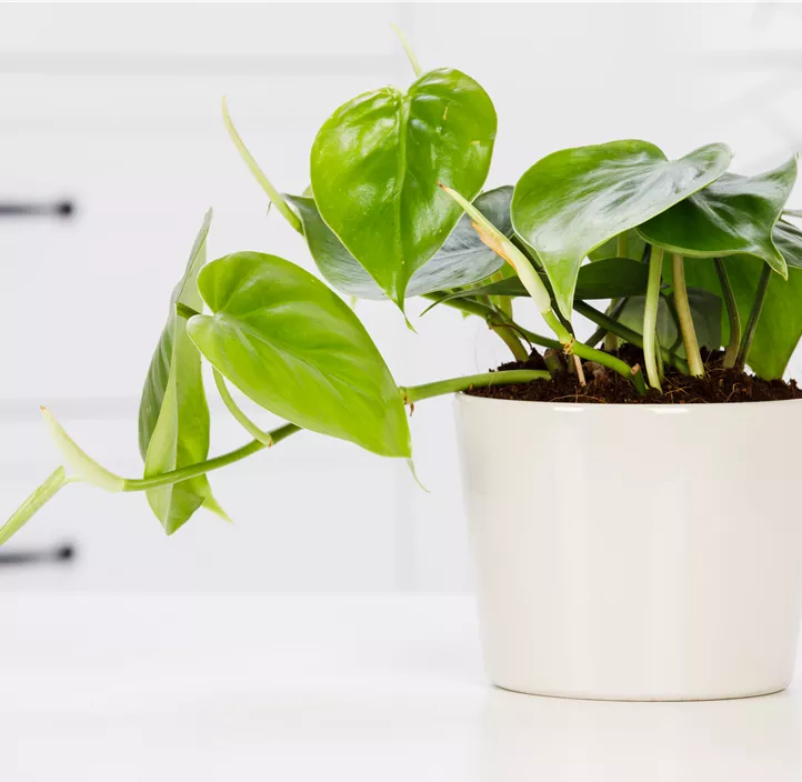 Philodendron