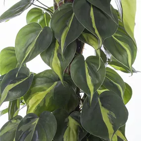 Philodendron scandens Brasil