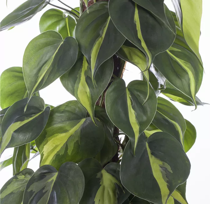 Kletternder Philodendron 'Brasil'