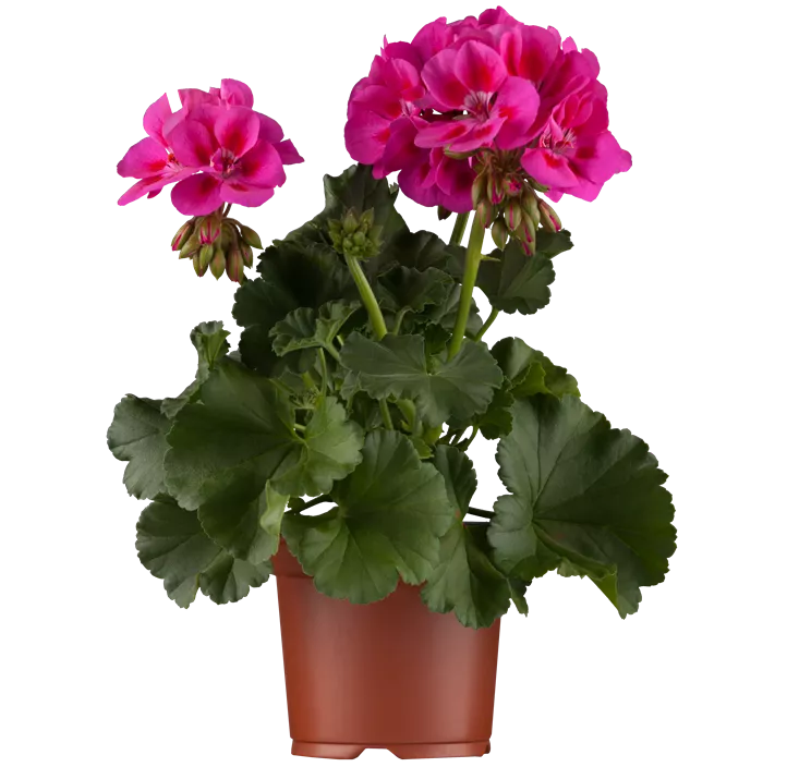 Zonal-Pelargonie