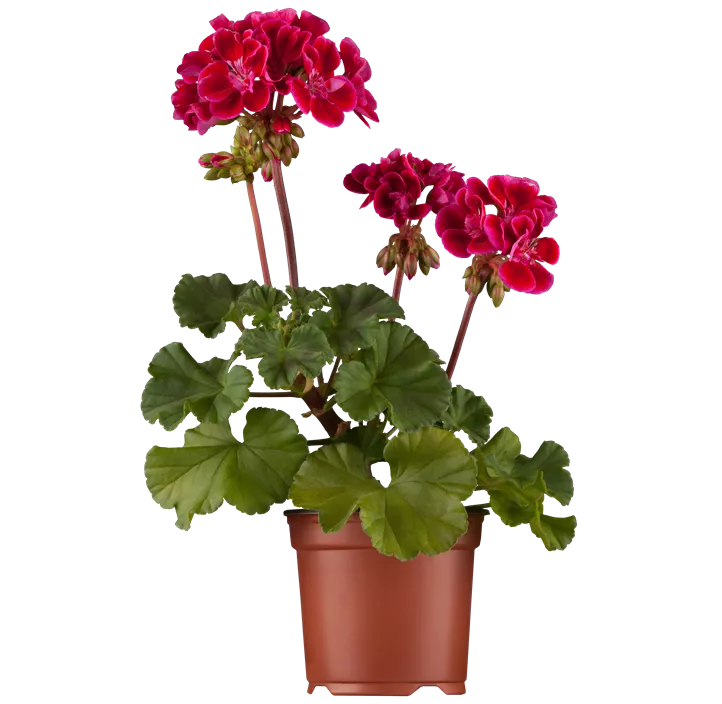 Zonal-Pelargonie