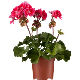 Pelargonium zonale