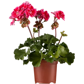 Pelargonium zonale