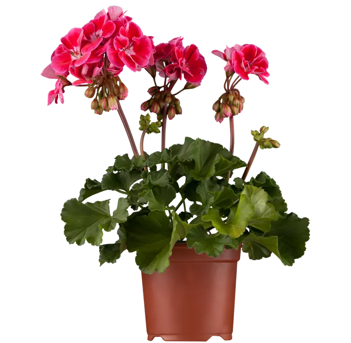 Zonal-Pelargonie