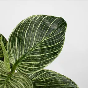 Philodendron White Wave