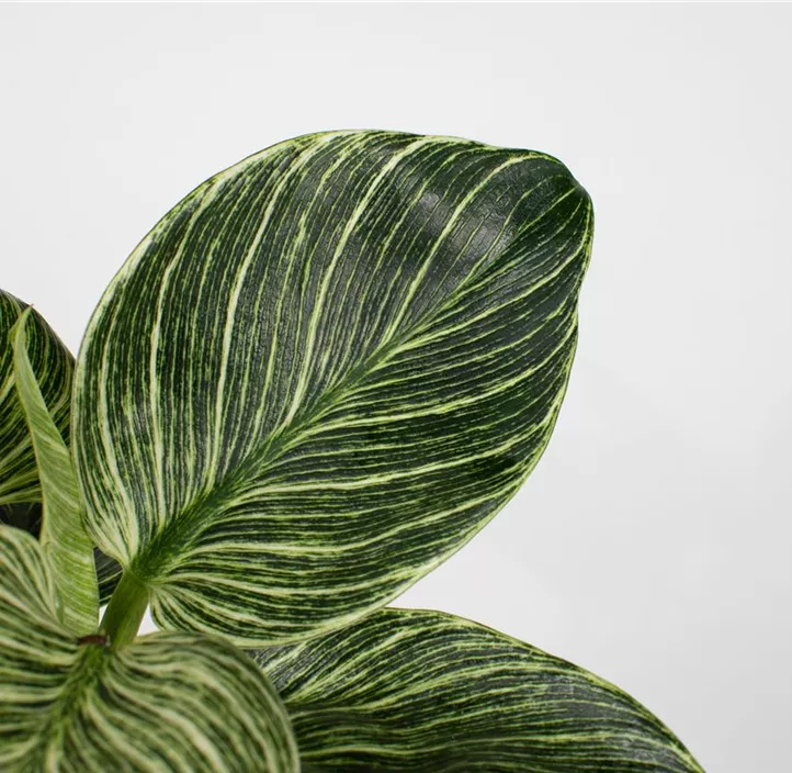 Philodendron 'White Wave'