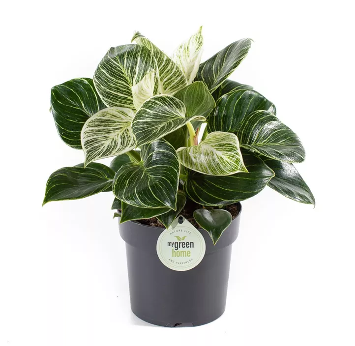 Philodendron 'White Wave'