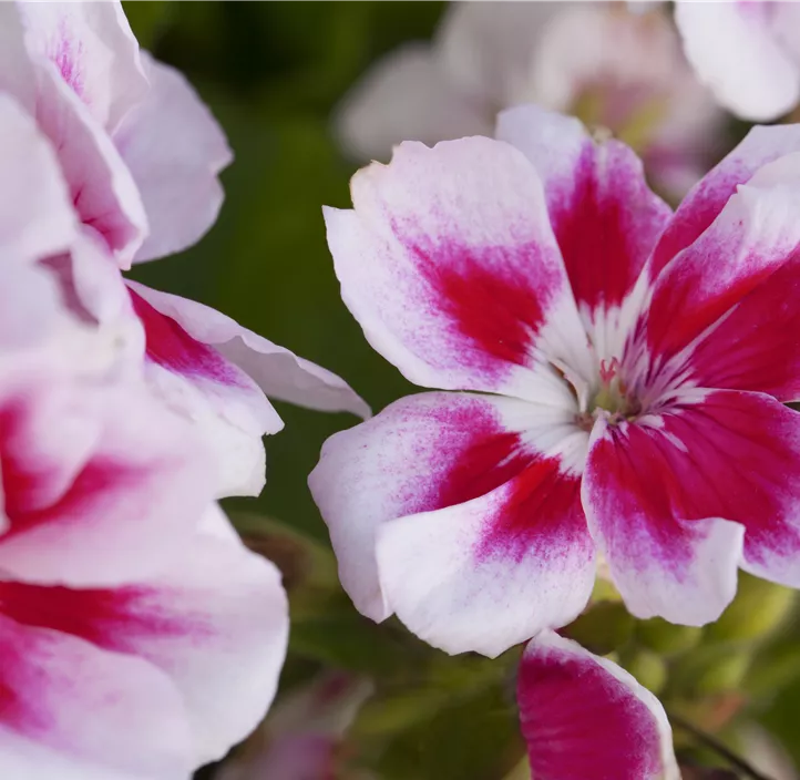 Zonal-Pelargonie