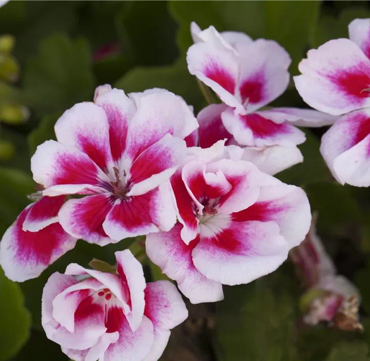 Zonal-Pelargonie