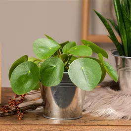 Pilea peperomiodes