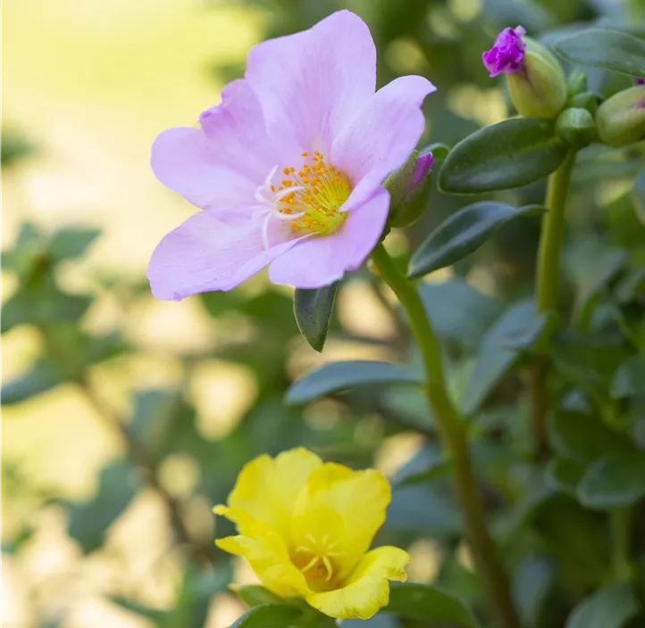 Portulakröschen