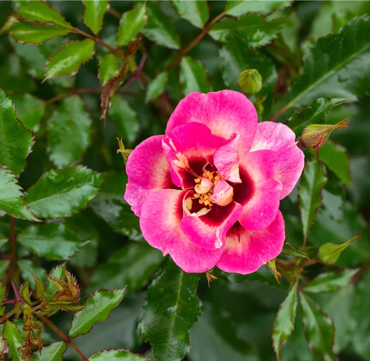 Persische Rose