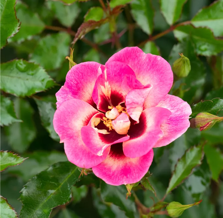 Persische Rose