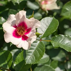 Rosa persica
