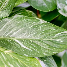 Spathiphyllum Diamond