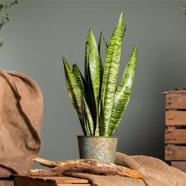 Sansevieria zeylanica