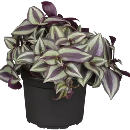 Tradescantia zebrina