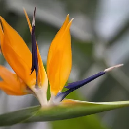 Strelitzia reginae mit Kunstblüte