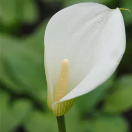 Zantedeschia aethiop.