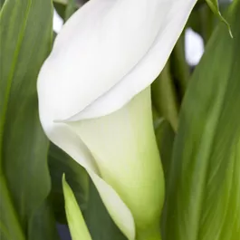 Zantedeschia aethiop.