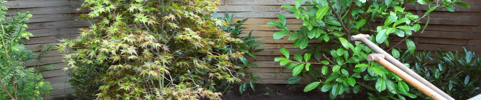 Fächer-Ahorn - Einpflanzen im Garten - Bellaflora